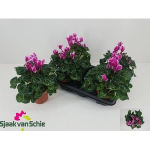 !! PROMO !! CYCL MIDI BICOLOR P12