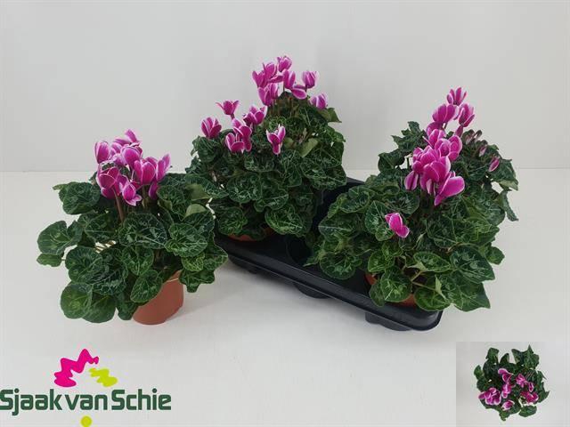 <h4>!! PROMO !! CYCL MIDI BICOLOR P12</h4>