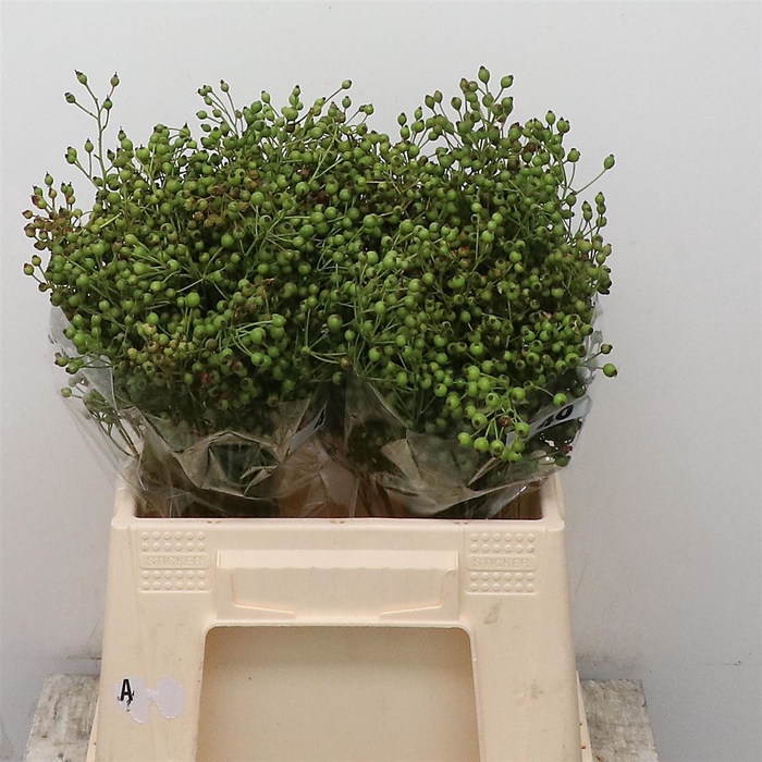 <h4>Rosa Corallo Green</h4>