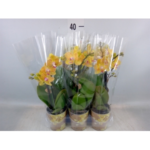 Phalaenopsis multi. 'Ant Lima'