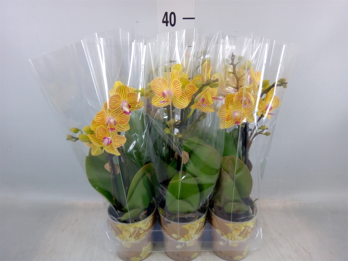 <h4>Phalaenopsis multi. 'Ant Lima'</h4>