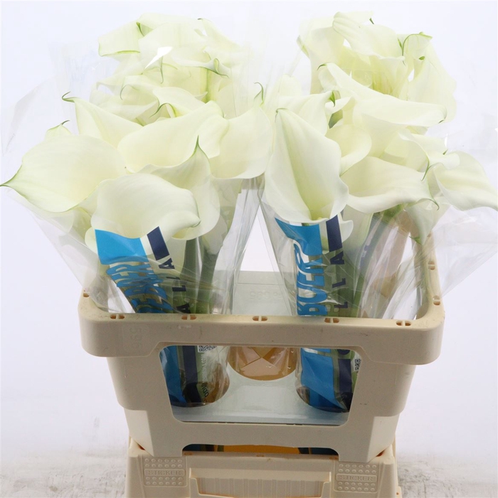 <h4>Calla Pure Art</h4>