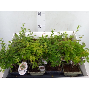Bonsai   ...mix