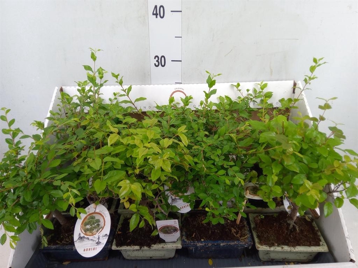 <h4>Bonsai   ...mix</h4>