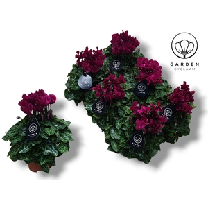 Cyclamen GARDEN PAARS