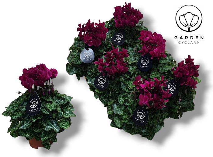 <h4>Cyclamen GARDEN PAARS</h4>