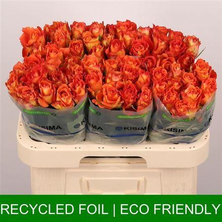 <h4>R Gr Free Spirit</h4>