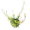 Gaura Whirling Butterf