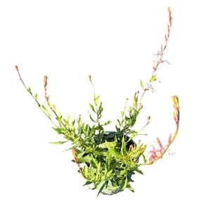 Gaura Whirling Butterf