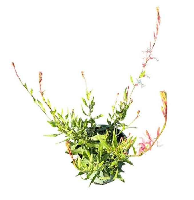 <h4>Gaura Whirling Butterf</h4>