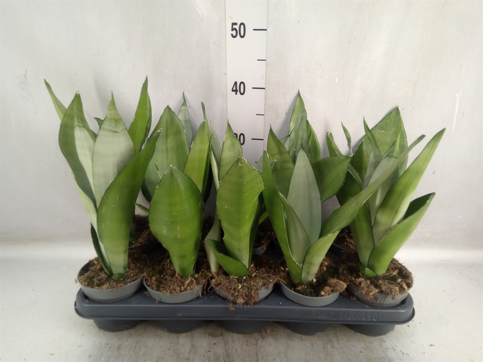 <h4>Sansevieria trifa. 'Moonshine'</h4>