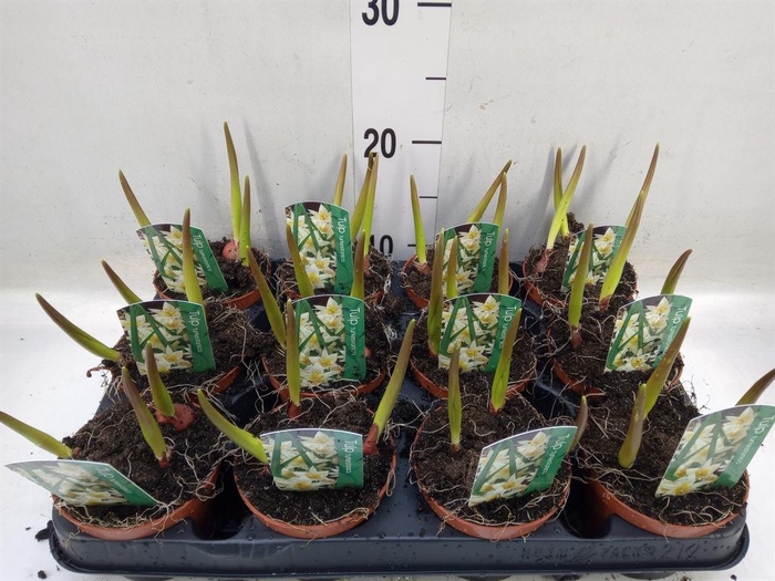 <h4>Tulipa   ...</h4>