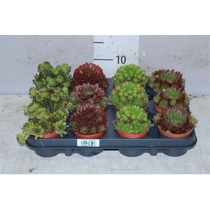 Sempervivum Gemengd