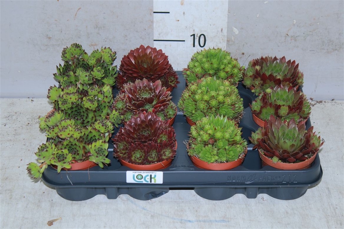 <h4>Sempervivum Gemengd</h4>