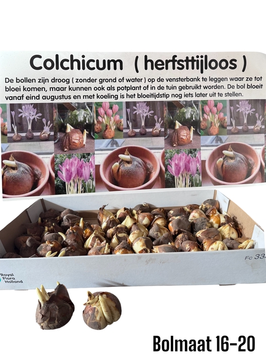 <h4>COLCHICUM GIANT</h4>