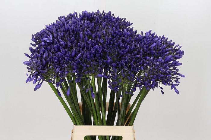 <h4>Agapanthus 'Buddy Blue'</h4>