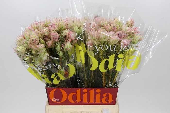 <h4>Blushing Bride Bridal Pink</h4>