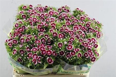 <h4>Di Barb B Rood Wit</h4>
