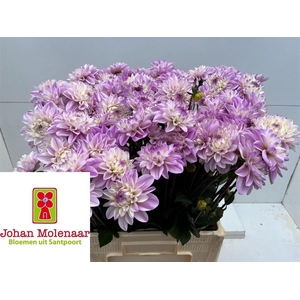 Dahlia Espacio