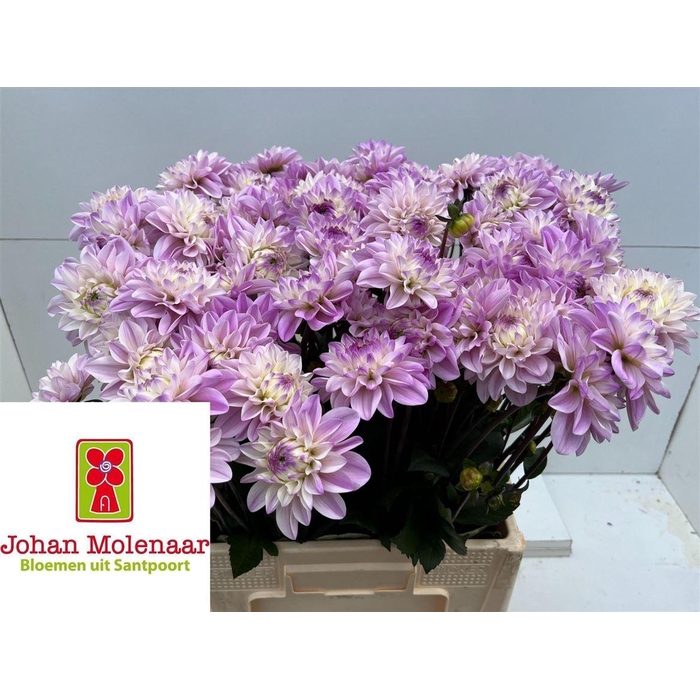 <h4>Dahlia Espacio</h4>