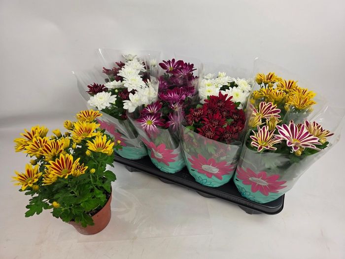 <h4>CHRYS GEM 6 KL</h4>