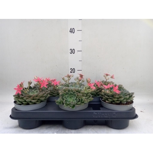 Graptopetalum tacitus