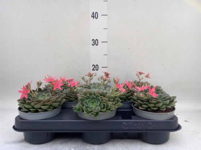 <h4>Graptopetalum tacitus</h4>