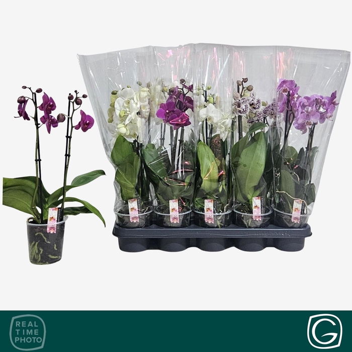 <h4>PHAL GEM 4 KL</h4>