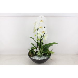 arr2 PL - Ebbischaal phal cascade wit