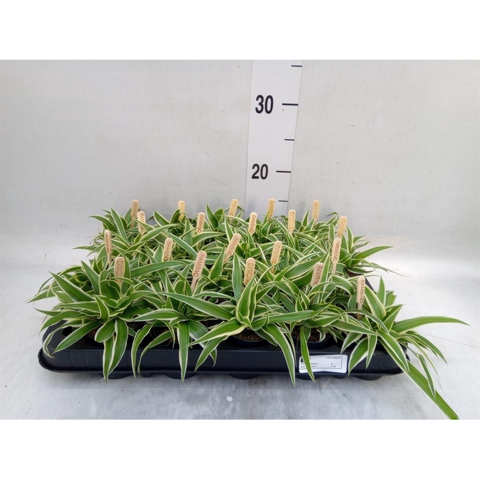 <h4>Chlorophytum com. 'Ocean'</h4>