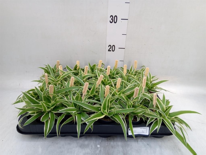 Chlorophytum com. 'Ocean'