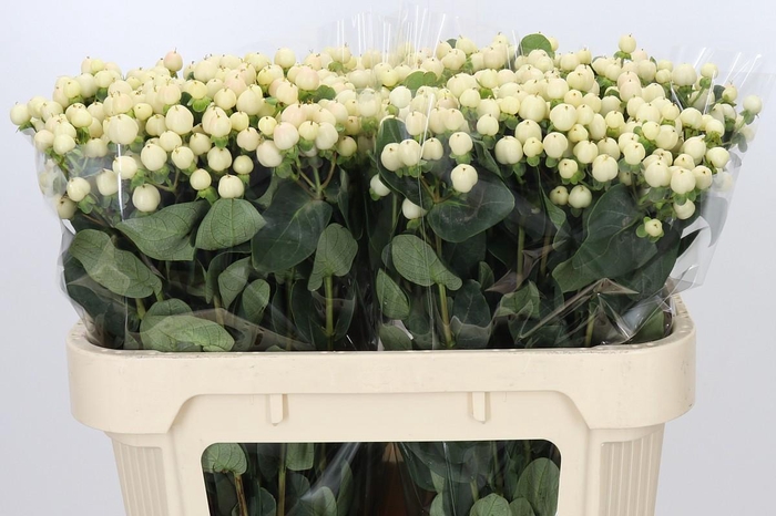 <h4>Hypericum Cool Romance</h4>