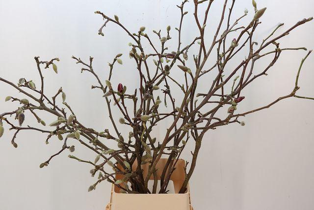 <h4>MAGNOLIA GRANDIFLORA</h4>
