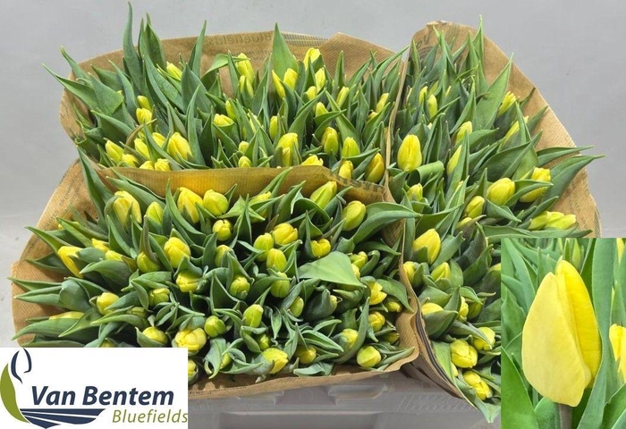 <h4>TU EN SUNNY PRINCE</h4>