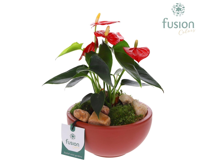 <h4>Schaal keramiek Moon Small marsala rood met Anthurium</h4>