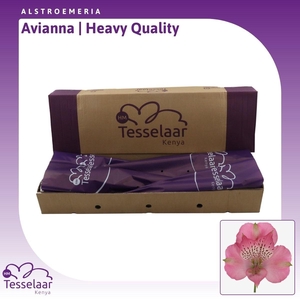 Alstroemeria Avianna | Heavy Quality