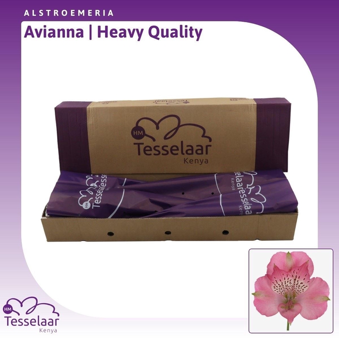 <h4>Alstroemeria Avianna | Heavy Quality</h4>
