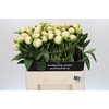 Paeonia Madame Claude Tain
