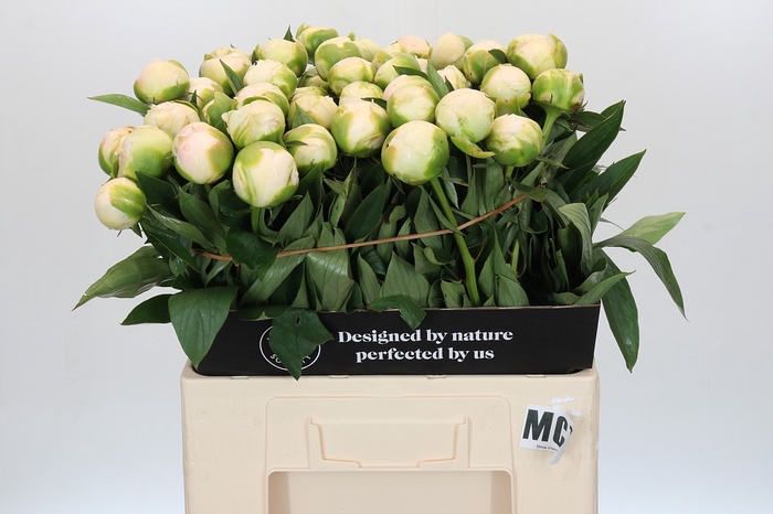 <h4>Paeonia Madame Claude Tain</h4>