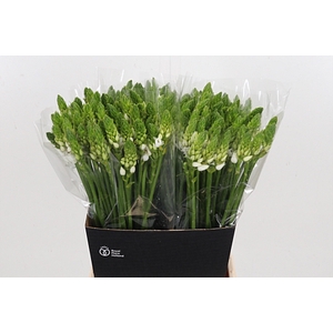 Ornithogalum T Mount Fuji