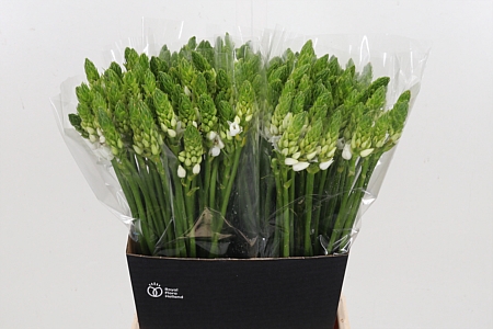 <h4>Ornithogalum T Mount Fuji</h4>