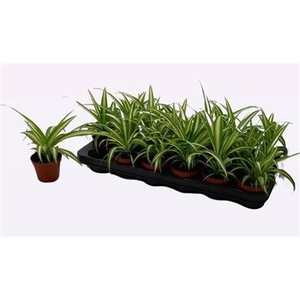 Chlorophytum comosum 'Variegatum'