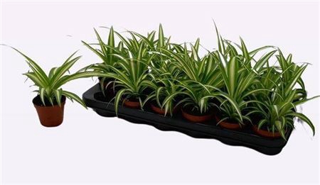 <h4>Chlorophytum comosum 'Variegatum'</h4>