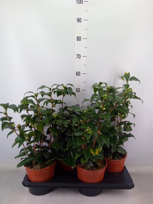 <h4>Camellia japonica</h4>
