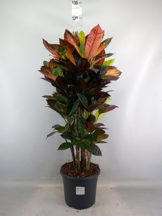 <h4>Codiaeum var. KL 'Mrs Iceton'</h4>