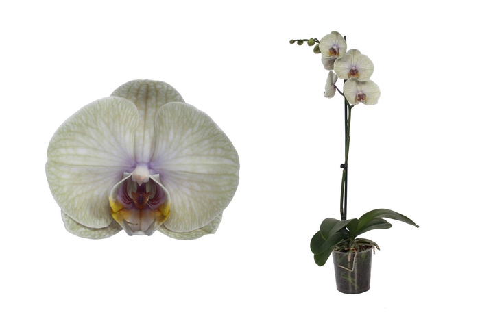 <h4>Phal I Am Graphite 1T9+ (24 uur levertijd)</h4>