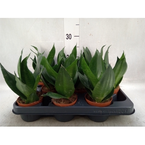 Sansevieria trifa. 'Hahnii'