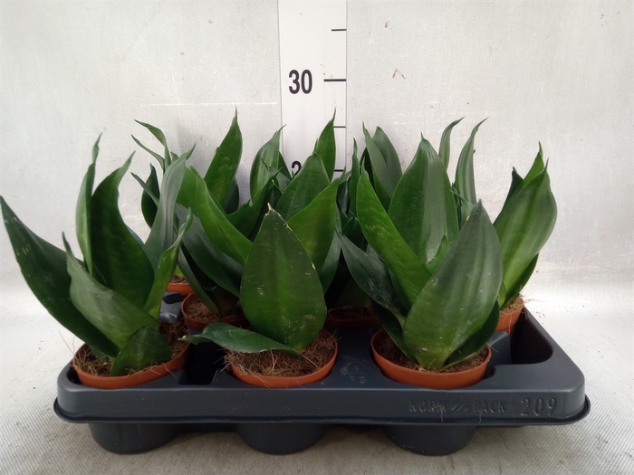 Sansevieria trifa. 'Hahnii'