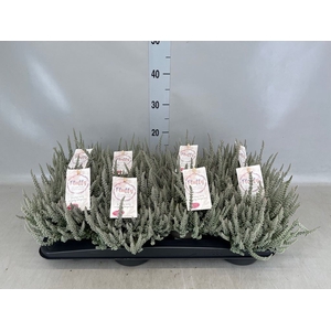 Calluna vulg. 'Garden G Fluffy'
