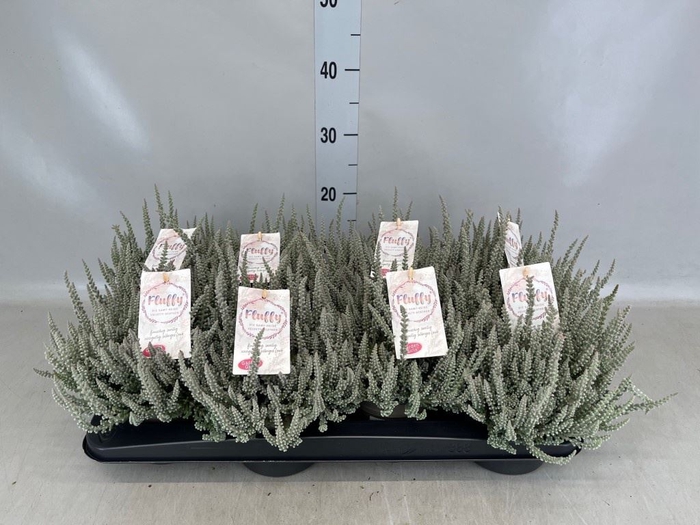 <h4>Calluna vulg. 'Garden G Fluffy'</h4>